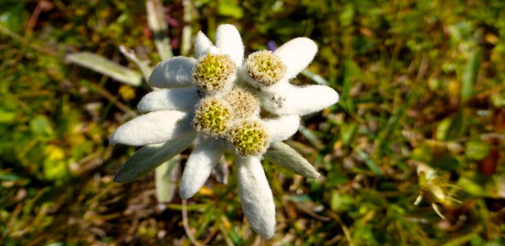 Naturf&uuml;hrungen